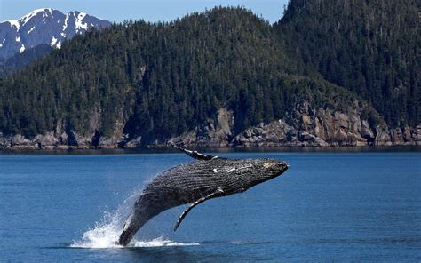 Vancouver Whale Watching: An In-depth Guide - Vancouver Planner