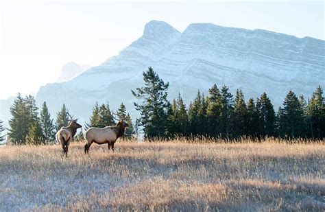 The 8 Best Places to See Wildlife in Canada