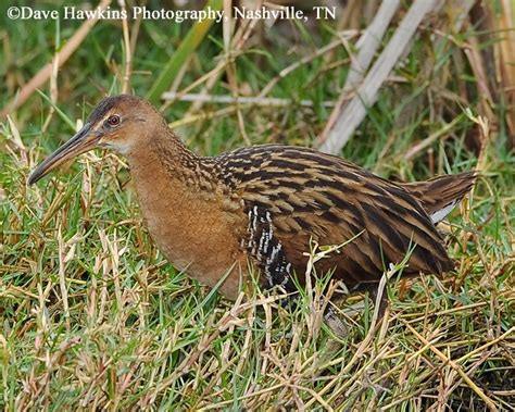 Tennessee Watchable Wildlife | King Rail - Habitat: WATER