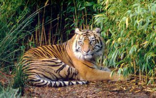 Sumatran Tigers Need Pristine Forests | Tiger Conservation | Live Science