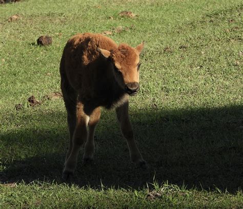 Bison Calf Buffalo - Free photo on Pixabay - Pixabay