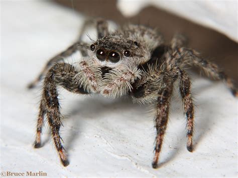 Jumping Spider - Platycryptus undatus - North American Insects & Spiders