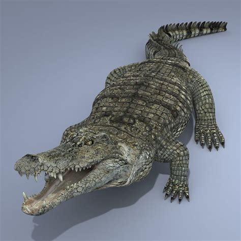 realistic crocodile animation 3d model