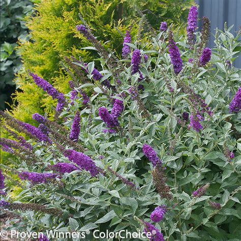 Dapper® Lavender Butterfly Bush | Plant Addicts