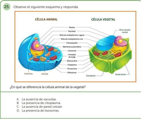 idea Hassy dormitar esquema de celula animal y vegetal Mitones tanque binario