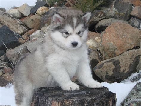 Mini Alaskan Malamute Puppy - Pets Lovers