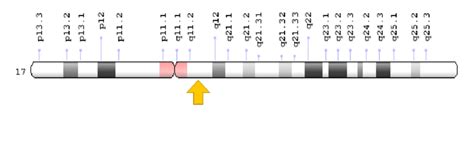 Schematic view of chromosome number 17, where the SLC6A4 gene is ...