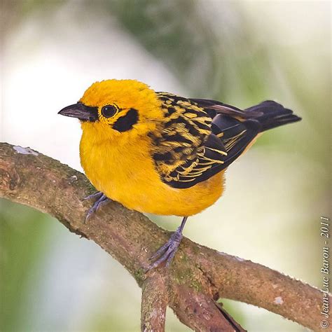 golden tanager (photo by jeluba) song | Most beautiful birds, Birds ...