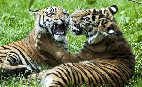 Tiger Cubs Playing | Stephen Bridson | Flickr