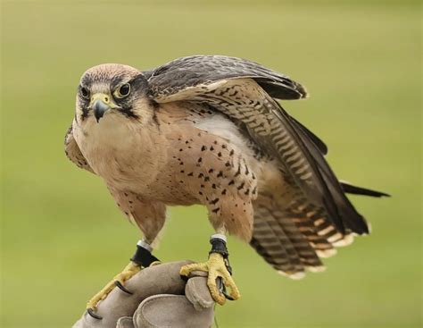 Descubre Todo Sobre las Aves de Cetrería, una Práctica muy Selecta