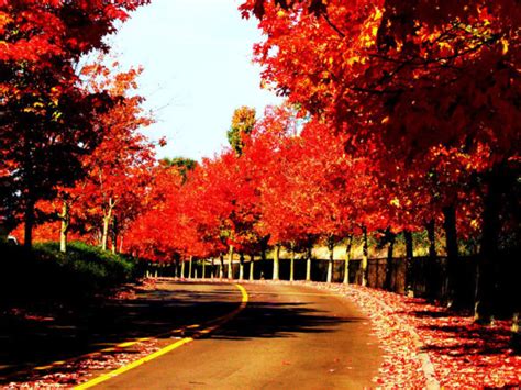 Where to Find the Best Fall Foliage in Seattle (2024) - The Emerald Palate