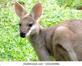 17 Macropus Antilopinus Images, Stock Photos & Vectors | Shutterstock