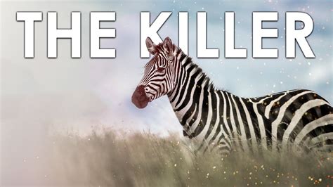 NO ONE CAN SURVIVE ITS KICK | THE KILLER ZEBRA | FACTS ABOUT ZEBRA ...