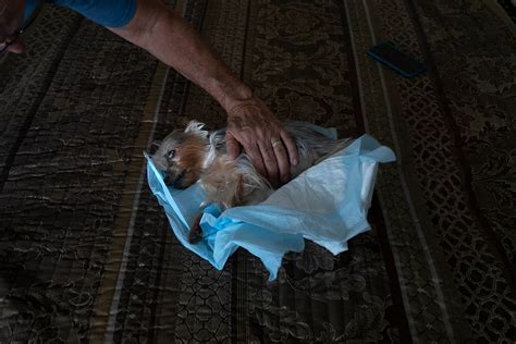 Heartbreaking Photos of Pet Owners Saying Goodbye to Their Dying Pets | PetaPixel