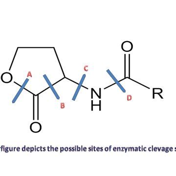 Sites of enzymatic cleavage. | Download Scientific Diagram