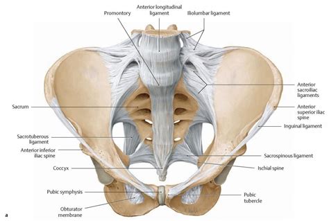 Biomechanics Of The Sacroiliac Joint Anatomy Function Biomechanics | My ...