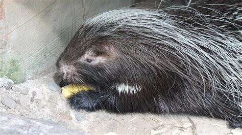 Central Florida Zoo & Botanical Gardens African Cape Porcupine Attraction | CFZ Animals