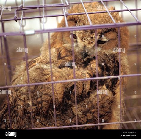 a owl in a cage Stock Photo - Alamy