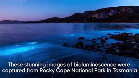 Stunning bioluminescence lights up Tasmania beaches - 6abc Philadelphia