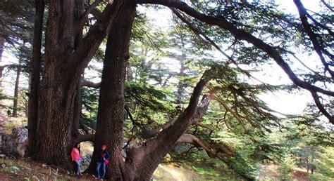 8 Cedars Forests to visit in Lebanon - LebanonUntravelled.com