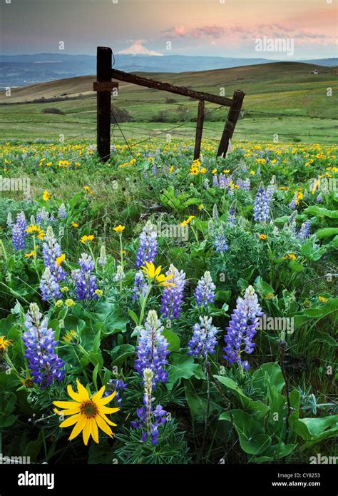 Balsamroot and lupine blooming in spring, Columbia Hills State Park ...