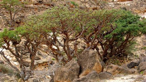 3 Olibanum Tree Seeds, Boswellia Sacra Tree Seeds, Frankincense Tree Seeds, - Etsy