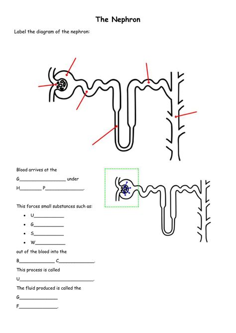 Nephron Diagram Without Labels