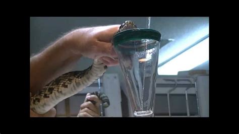 Reptile Discovery Center - YouTube