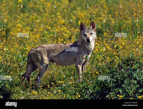 Arabian wolf hi-res stock photography and images - Alamy