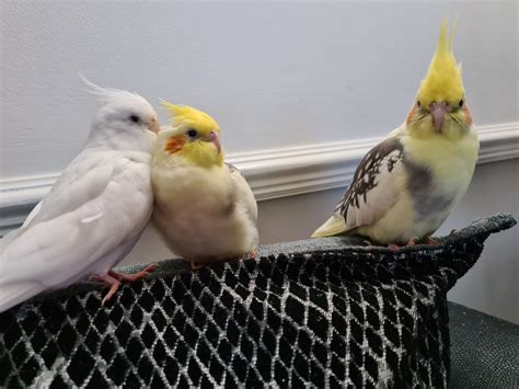 Cockatiel Behaviour - Cockatiel World