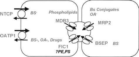 Disorders of bile formation and biliary transport - Gastroenterology ...