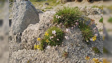 When a 32,000-year-old plant was brought back to life from ancient ...