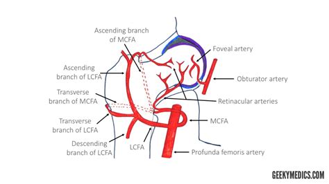 Arterial Supply of the Thigh and Gluteal Region | Geeky Medics