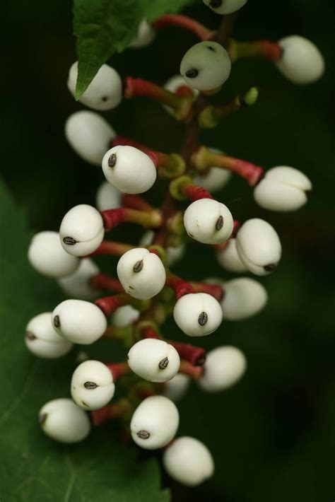 The Doll’s Eyes Plant – The Woods Have Eyes Too | Plants, Witch garden, Poison garden