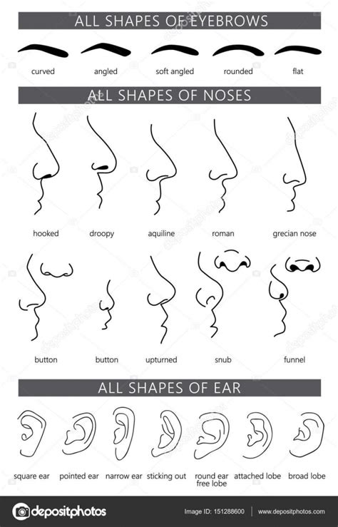 Human Nose Shapes Types