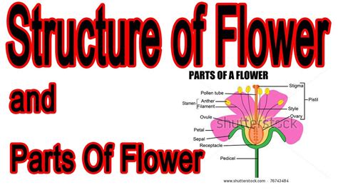 Structure of Flower and its part | Calyx, Corolla, Androecium and ...