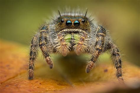 Phidippus audax (sub-adult female) | Massachusetts | Patrick Zephyr Photography