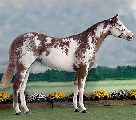 Chestnut sabino frame APHA mare, Queen of Tradition. in 2021 | Cute ...