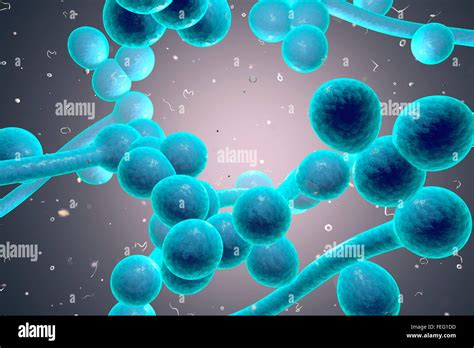 Computer illustration of fungi (yeast). Candida albicans is found on the skin and mucous ...