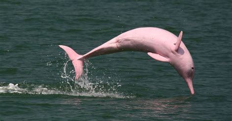 15 photos of pink animals that prove that our world is unspeakably beautiful