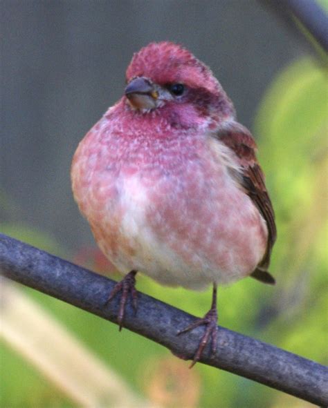 Male Purple Finch | This is the first male purple finch I've… | Flickr