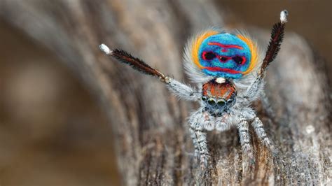 Peacock Spiders - Australia Post