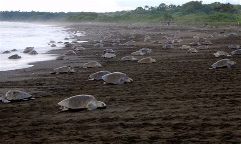 Mass-Nesting Sea Turtles | The Lohmann Lab – University of North Carolina at Chapel Hill