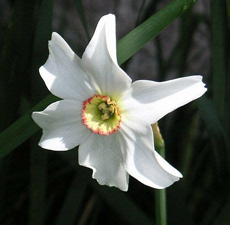 Narcissus | plant | Britannica.com