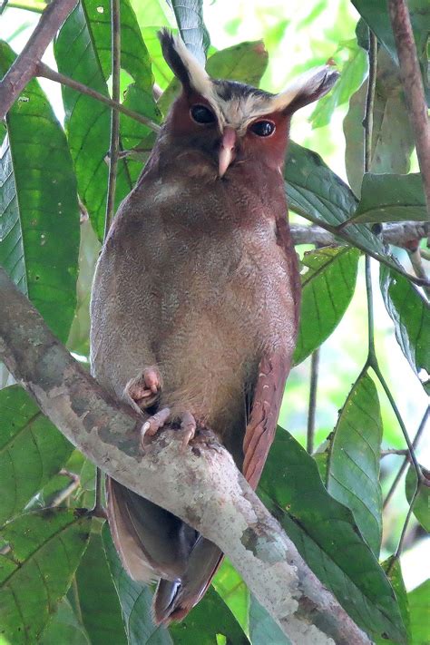 Pantanal Wildlife Tour, Brazil, Bolivia and Paraguay | Wildlife tour, Pantanal, Wildlife