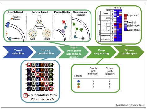 Figure 1 from Deep sequencing methods for protein engineering and design. | Semantic Scholar