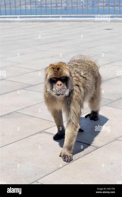 monkey in gibraltar Stock Photo - Alamy