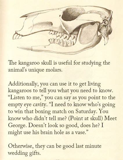 The Kangaroo Skull | Australian wildlife, Skull art, Kangaroo
