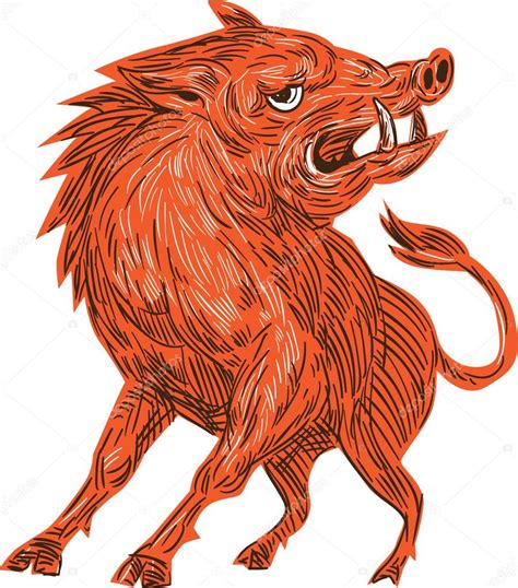 Razorback Drawing at GetDrawings | Free download