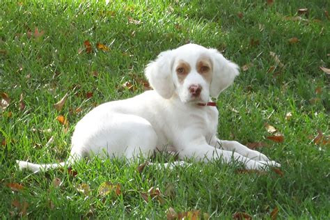 English Setter puppy Beautiful! | English setter puppies, Puppies, English setter